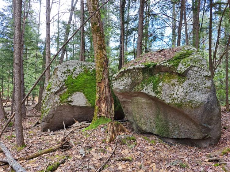 Split-Rock Forest