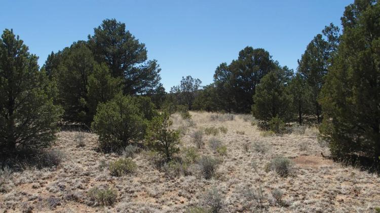 10 acres -Trees and Small Hill - Candy Kitchen Area New Mexico OWF