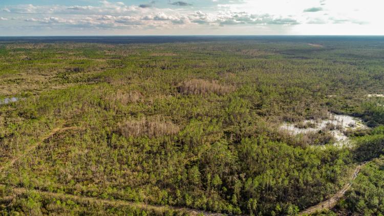 115 Ac Timber Hunting Taylor Co FL