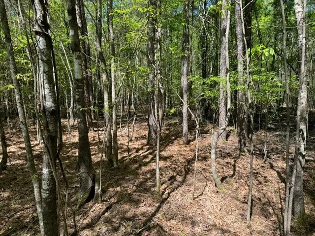 40.00 Acres at 0 Pitts Road, Springhill LA 71075
