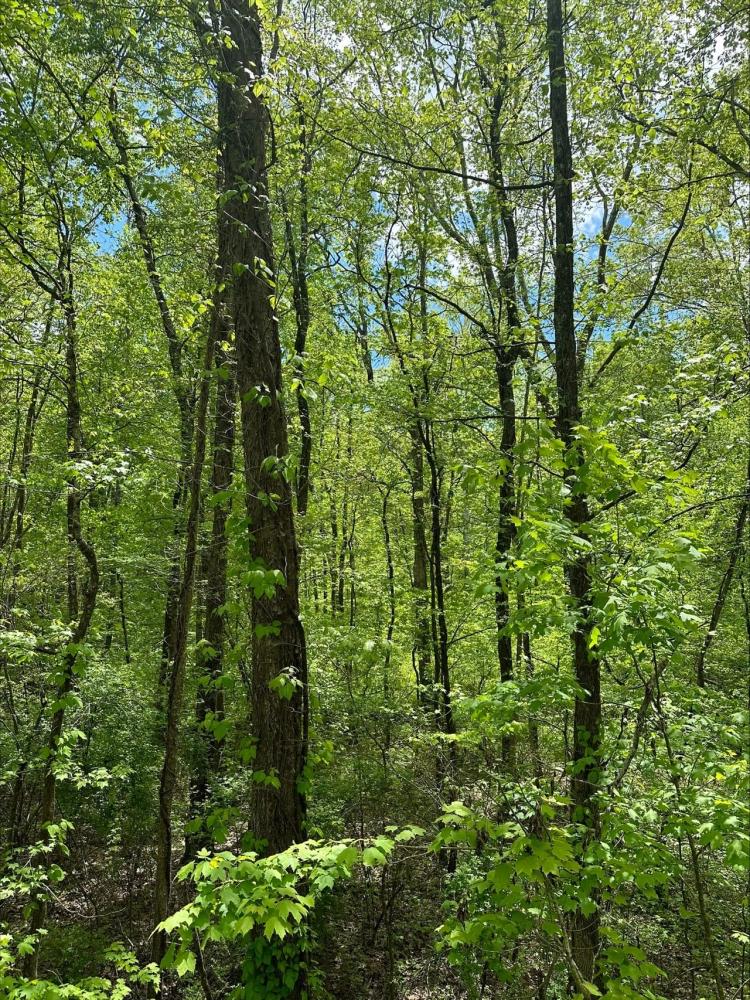 5.49+/-acres Unrestricted property centrally located between Chattanooga and Knoxville.