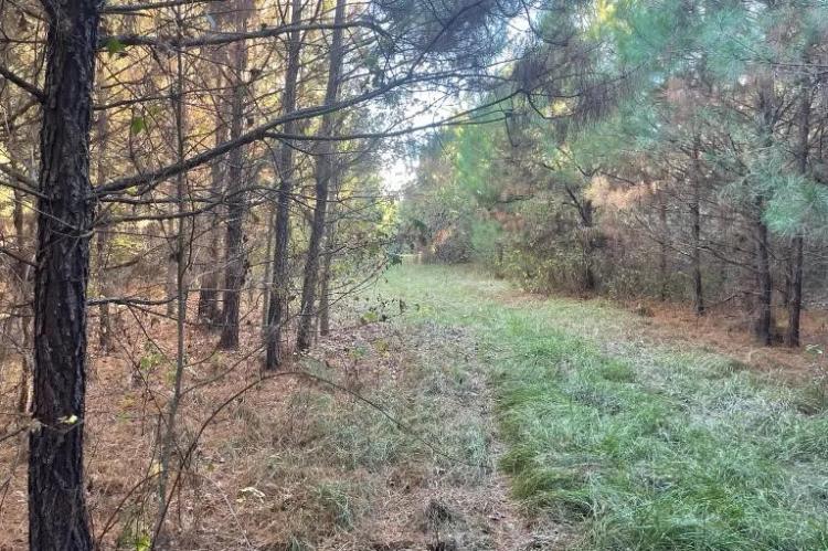 156 Acres in Lauderdale County in Collinsville, MS 