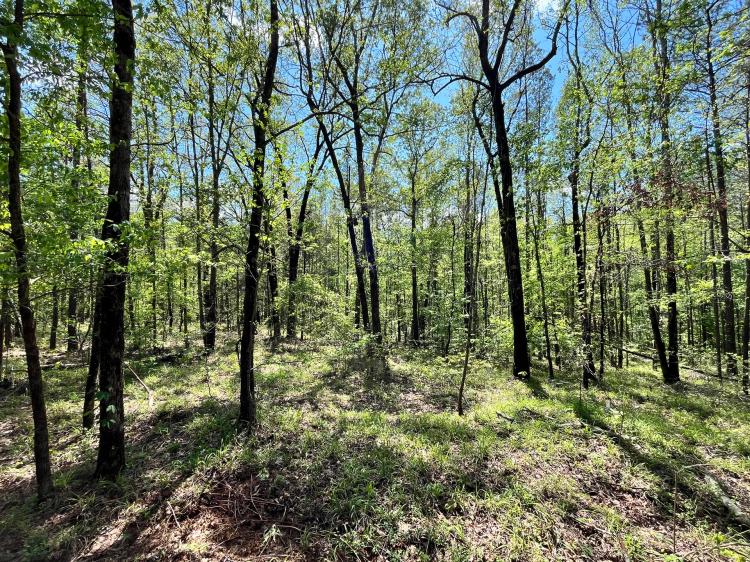 38 Acres in Madison County, MS