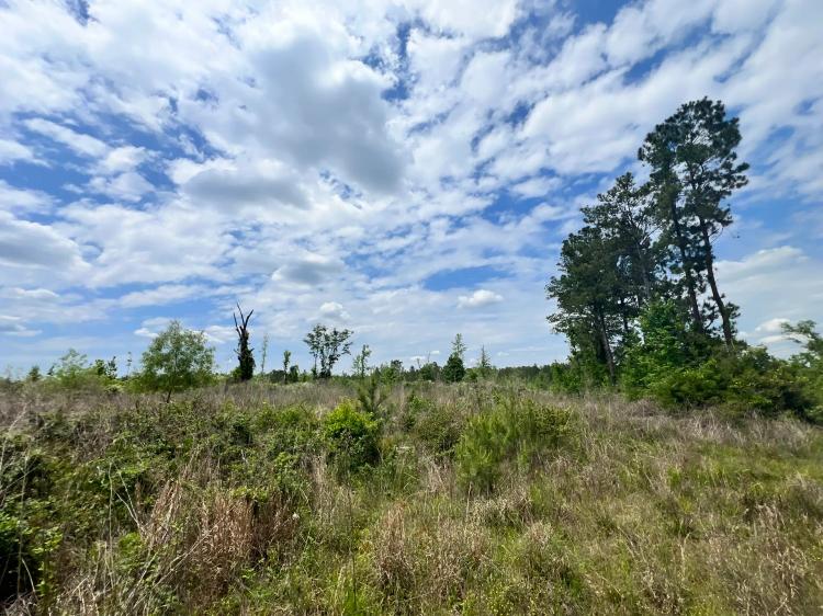 20 Acres in the Desoto National Forest in Wayne County, MS
