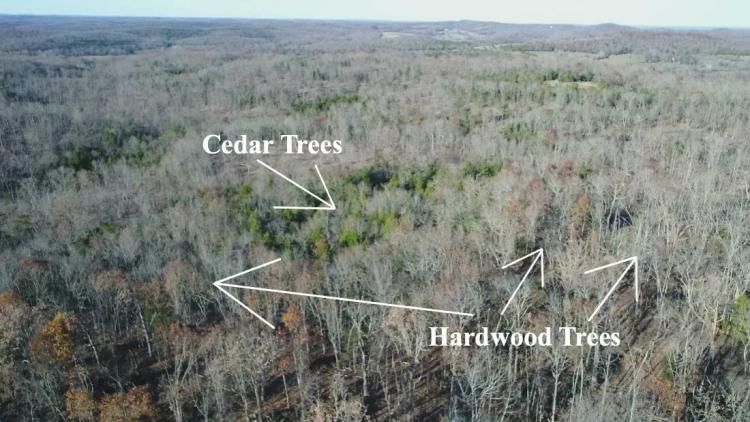 25 Wooded acres with Large Timber and Privacy in the Ozarks! 