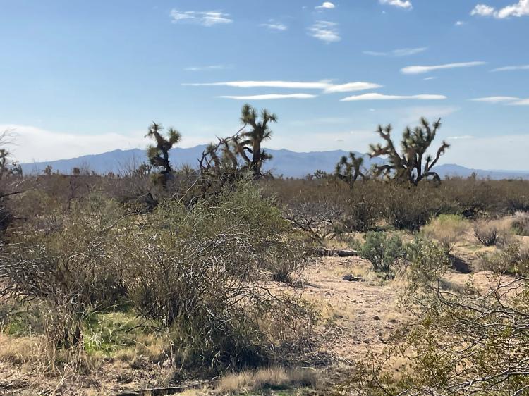 Land For Sale In Yucca, Arizona