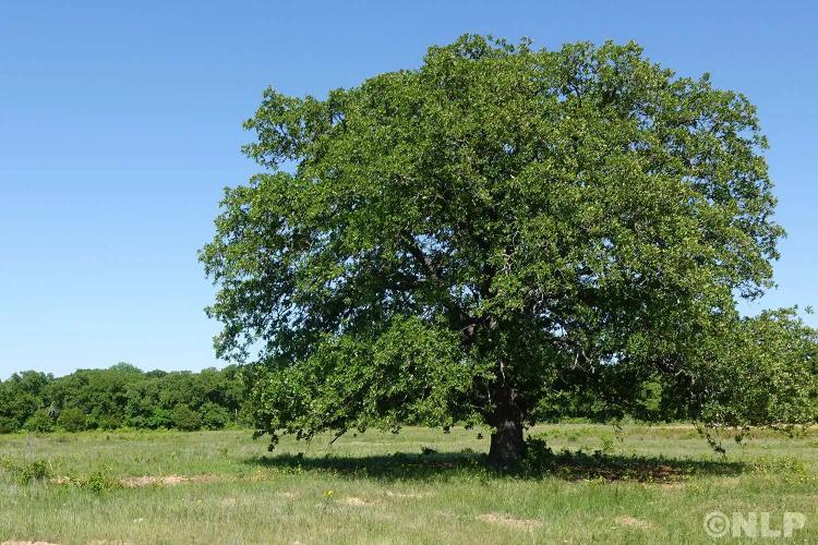 Spring Land Sale: Prime Acreage  in the Northern DFW Metroplex