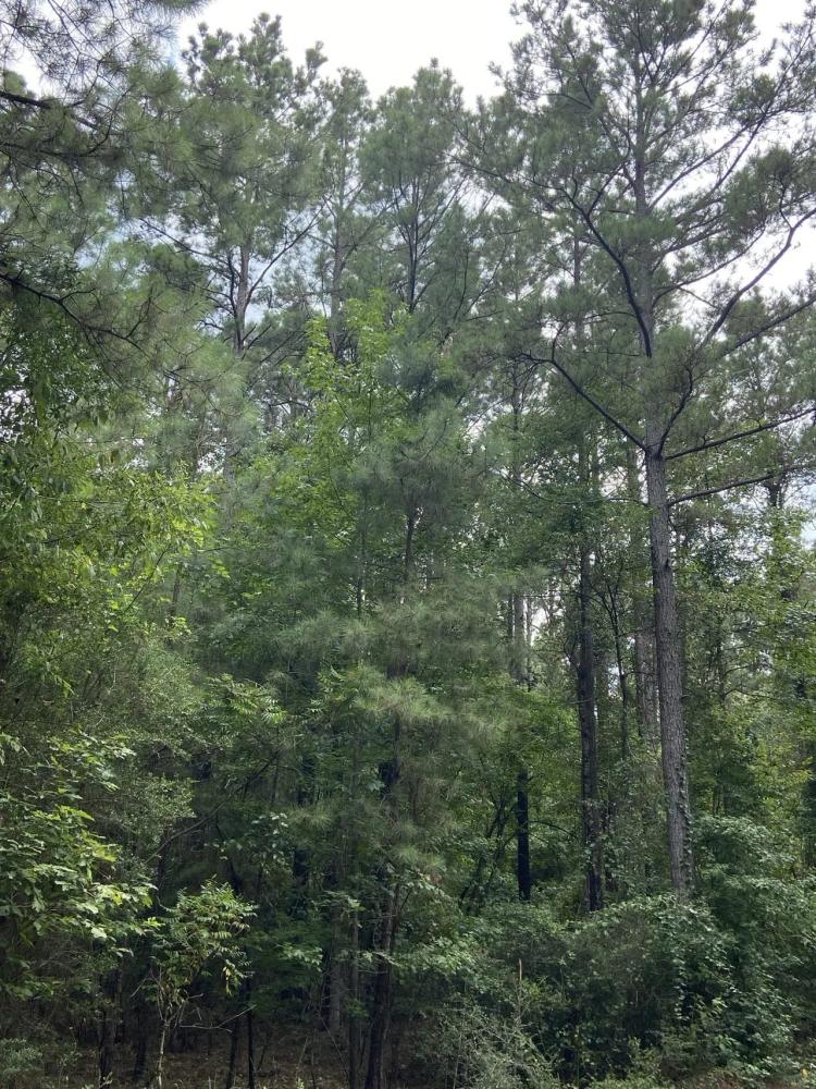 Whispering Pines Tract, Bienville Parish, 82 Acres +/-
