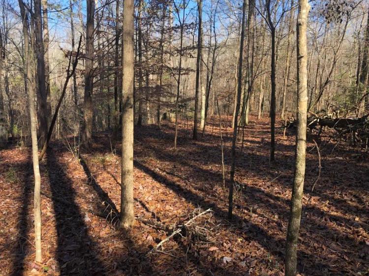 +/- 1.18 Acres – Beautiful Wooded Lot On Smith Drive