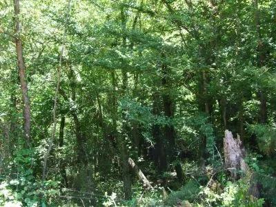 Harris - 304 ac - Perry County Hunting tract