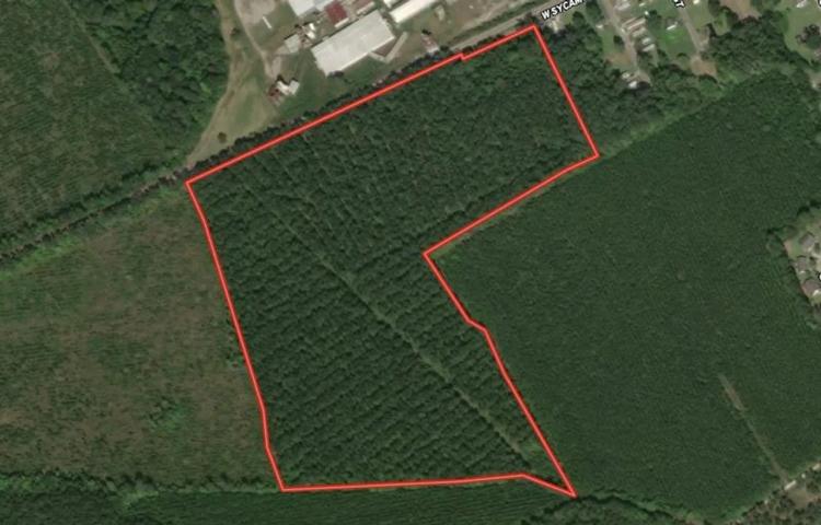 40 ac +/- Hunting and Timber Land for Sale in Bertie County NC!
