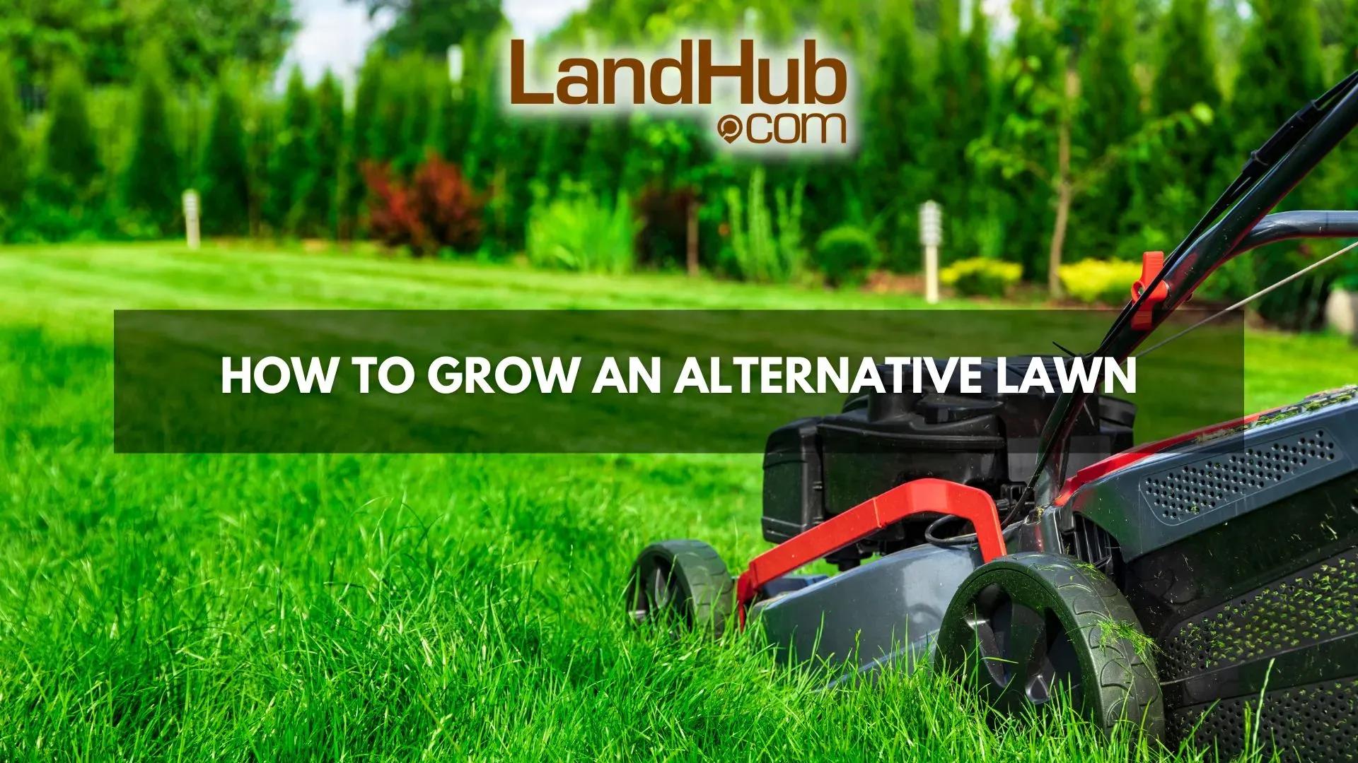 how to grow an alternative lawn