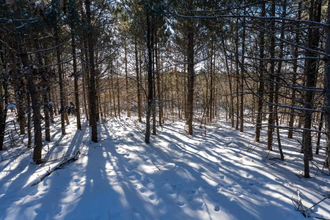 Juneau County 80 Acre Parcel