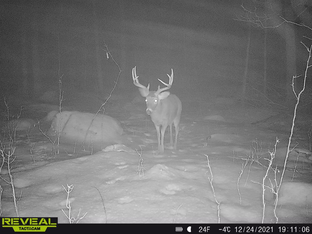 Quality hunting parcel, QDM area Shawano County WI