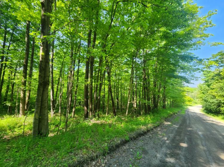 Excellent Southern Tier Hunting Property
