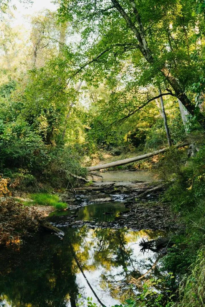 67 Acres in Simpson County, MS