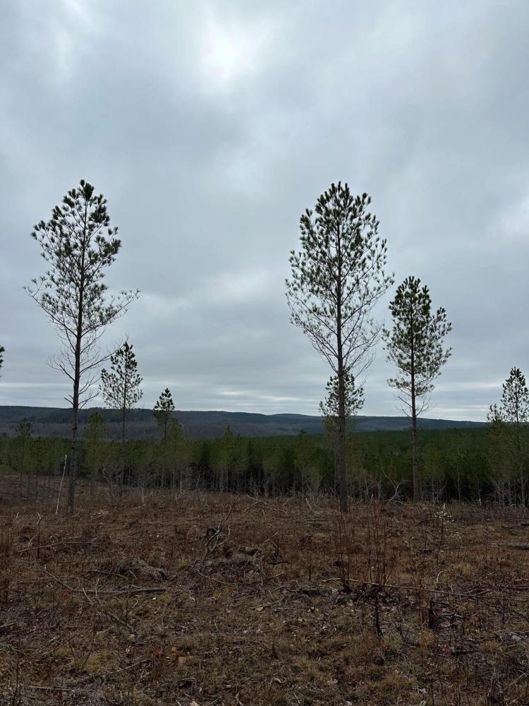 6.02+/-acres beautiful property with views