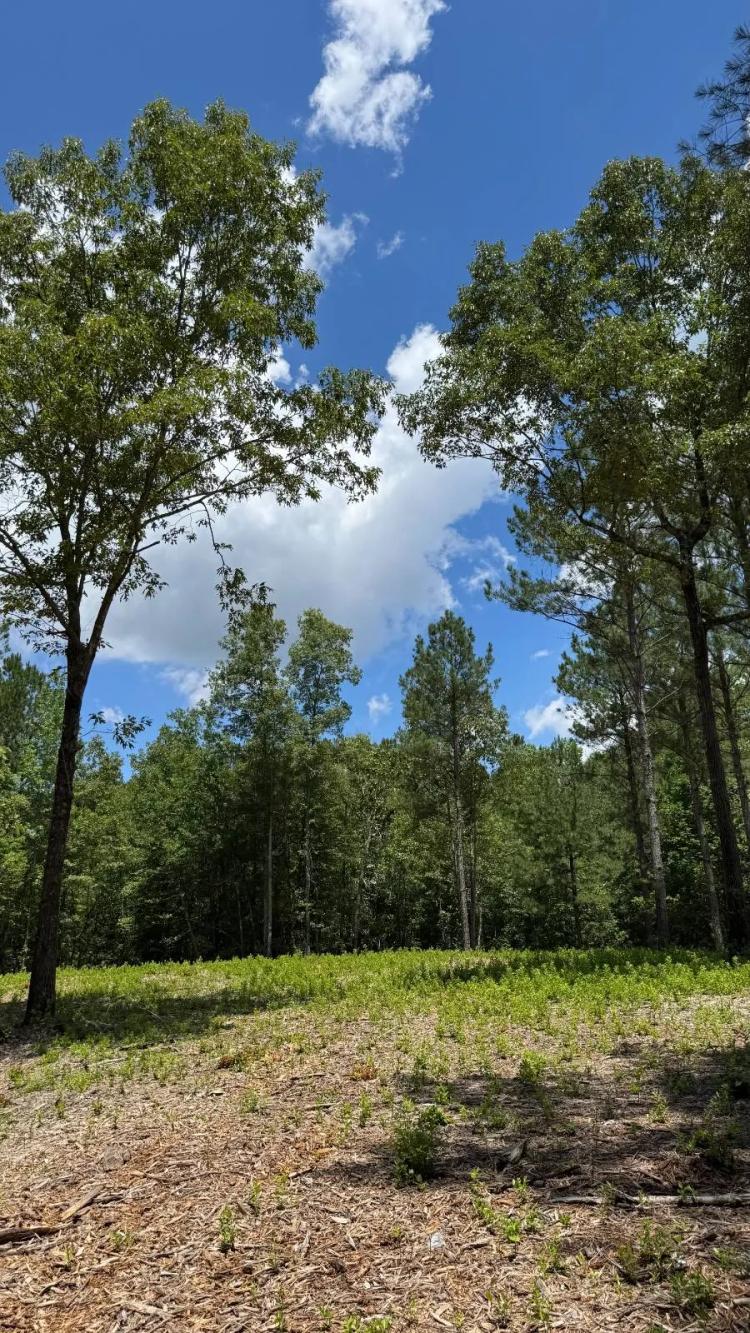 Samson Clay 14.38 Acres