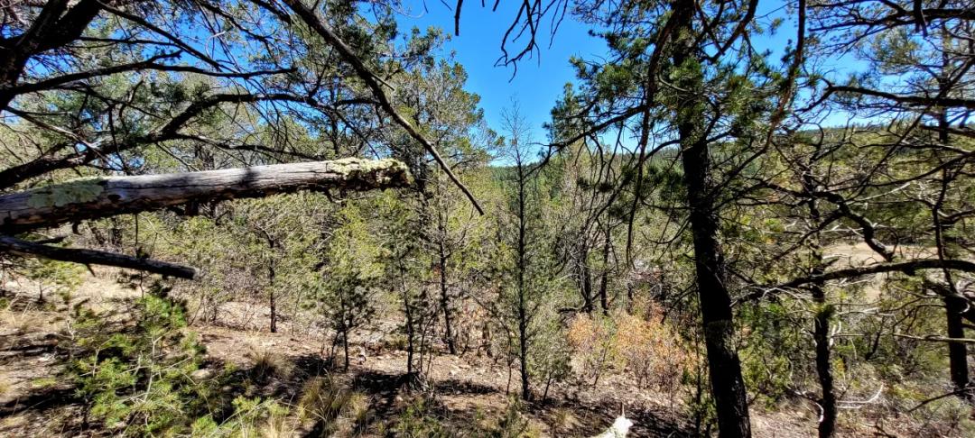 Huge South-Westerly Views - 35 miles south of Cloudcroft New Mexico