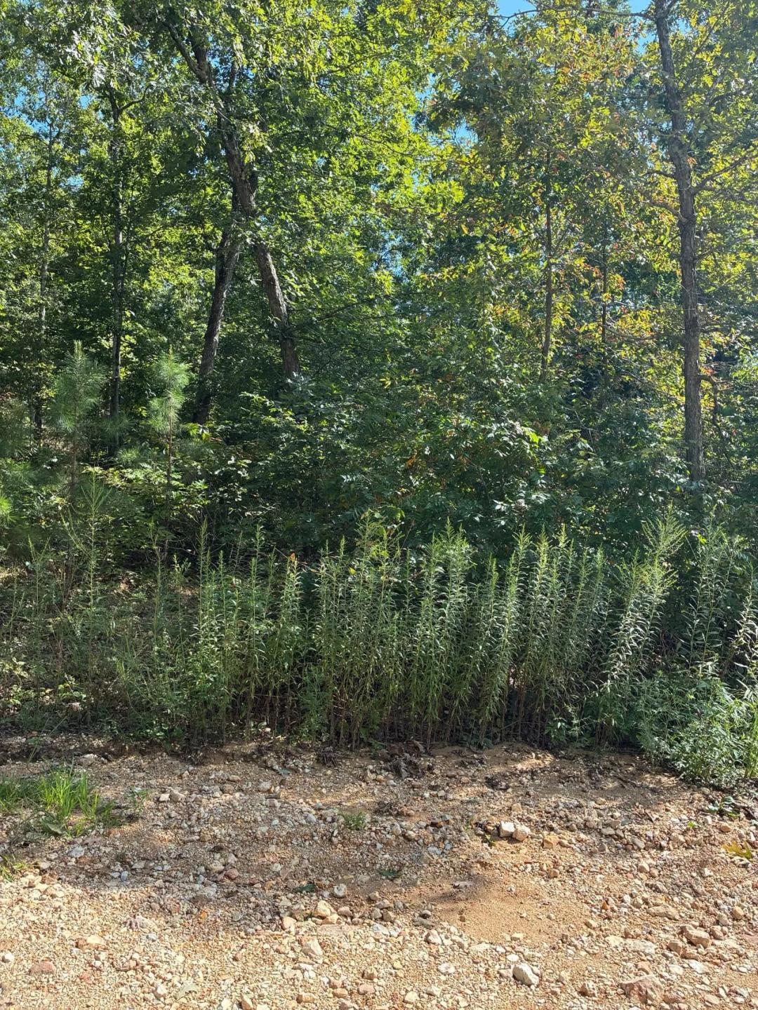 Affordable Raw Land in Reynolds Co.