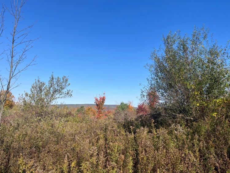 44.55 Vacant Acres with OGM