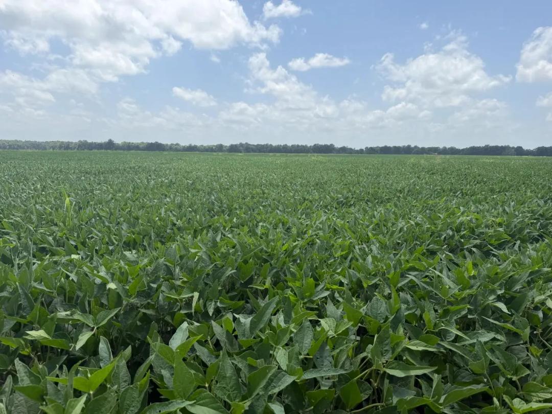 344 Acres in Quitman County, MS 