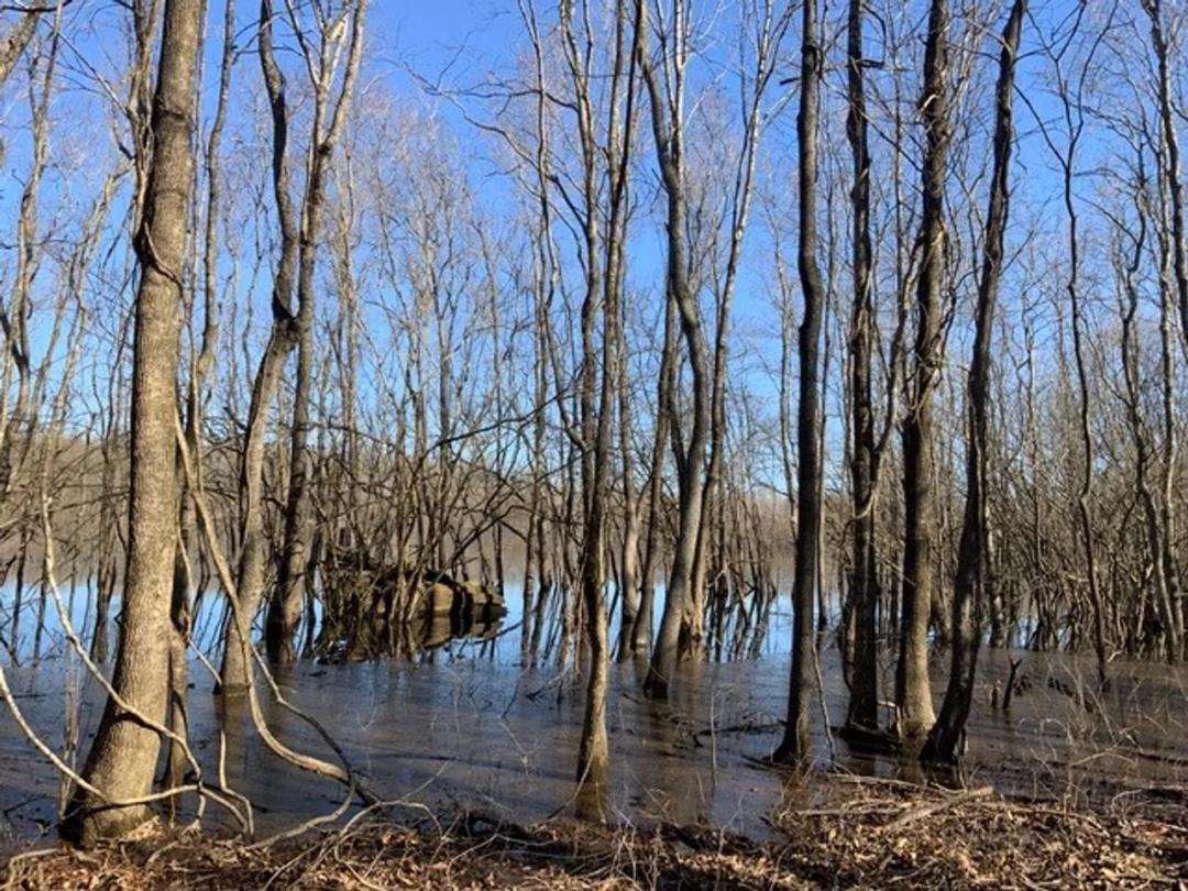 French Fork Tract, LaSalle Parish, 158 Acres +/-