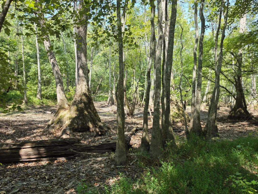 203 Acres in Grant County, AR 