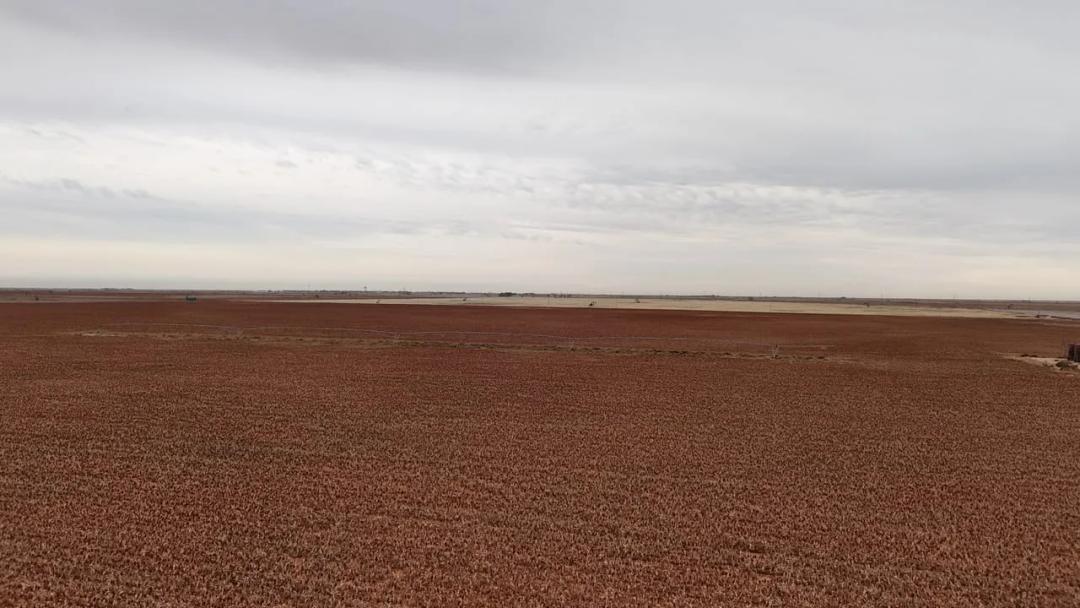 186± Acres Cochran County