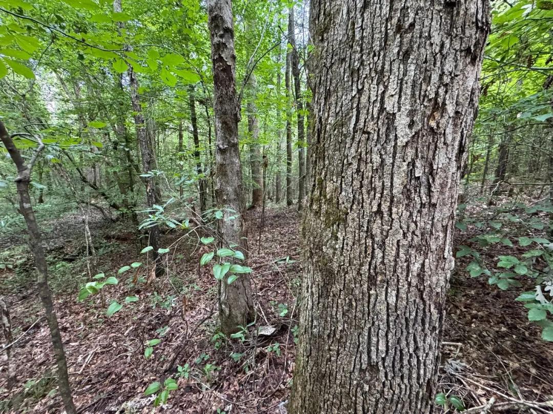 23 +/- Acres, Located on Hwy 63, on the Tallapoosa/Clay County Line
