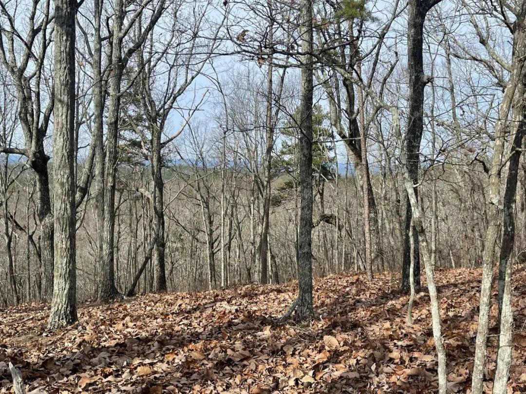 A TURKEY HAVEN MOUNTAIN PARADISE