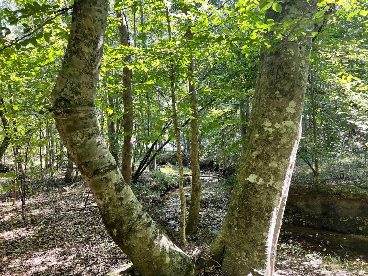 11035523-3