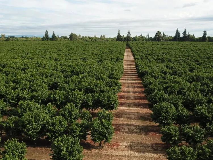 Hazelnut Orchard | Guaranteed Return