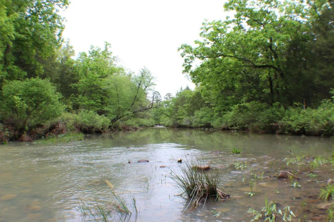 Boggs Hollow 113