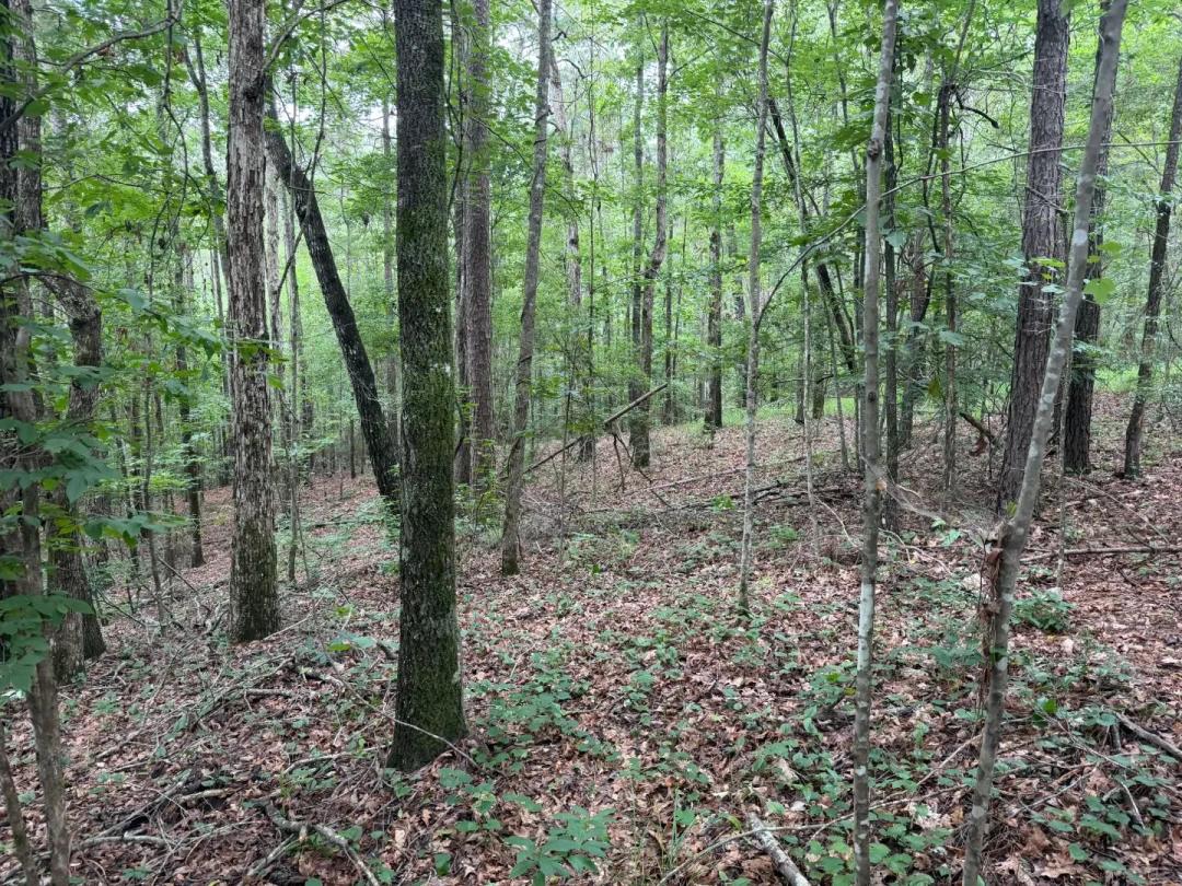 40 Acres with a Home in Simpson County, MS 