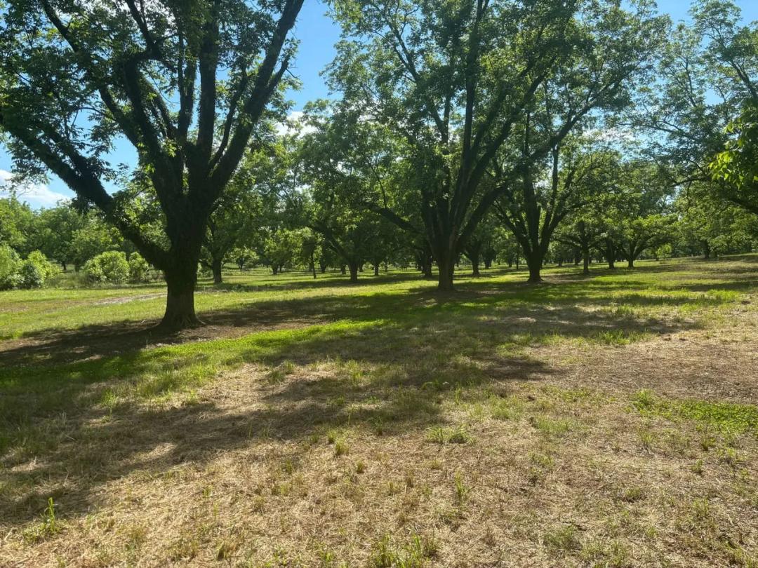 Pecan Orchard - Lot 1