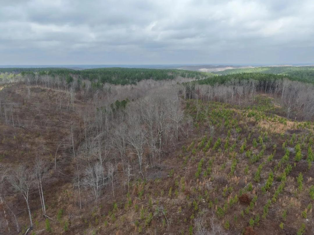 123 Acres in Benton County, TN 