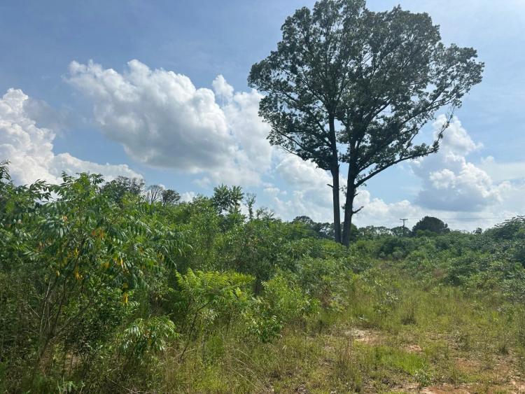 10.50 Acres at 0 hwy 43- Tract B