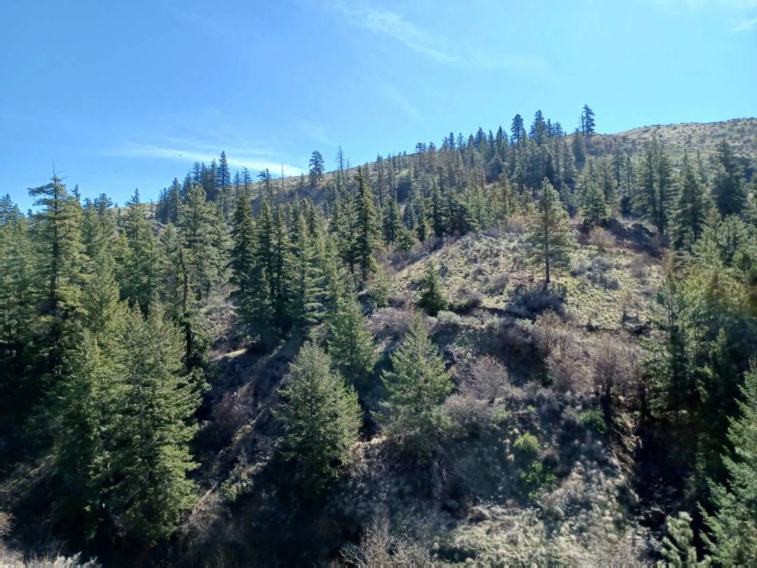 FOR SALE: 49 acres with trees near Waterville WA