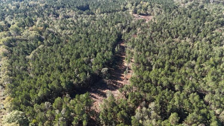 Deer and Turkey Hunting Property for Sale Caldwell Parish LA