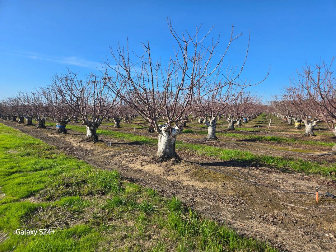 Fox Lee Ranch Investment Opportunity, Andrus Island, CA