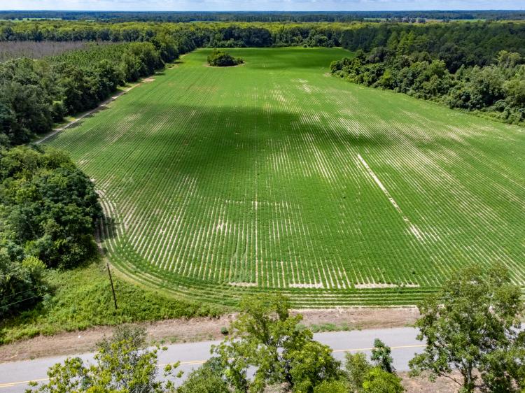 Spring Creek Farm Lot A: 33 Ac Gorgeous Mini-Farm Homesite near Dothan AL