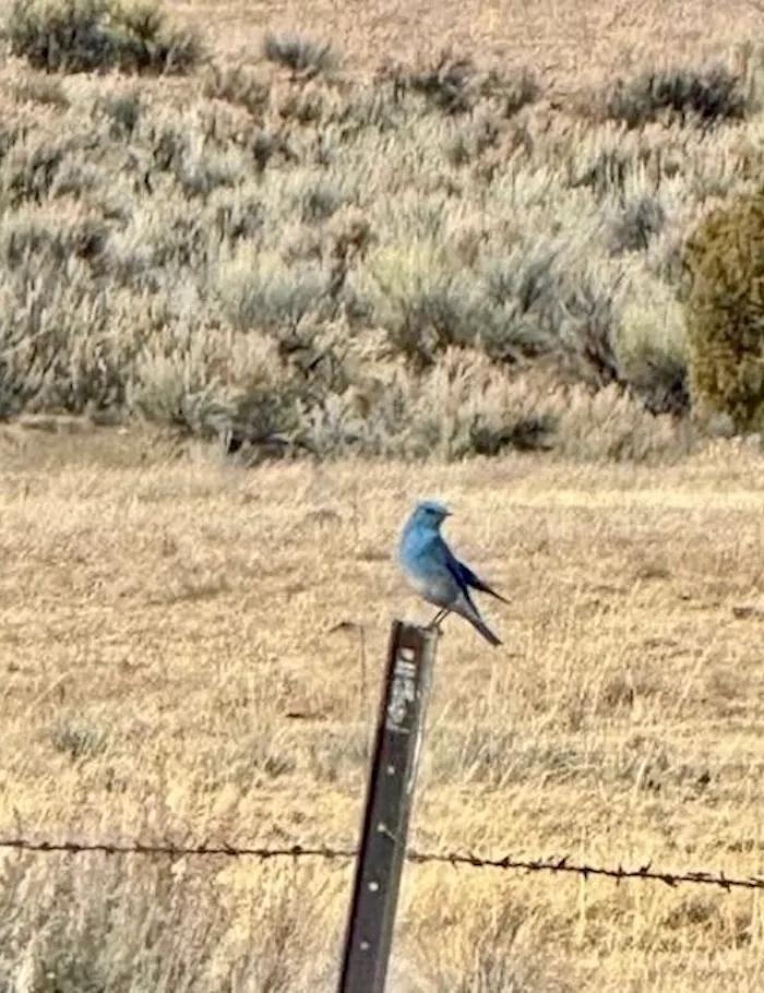 Blue Bird Valley Ranch