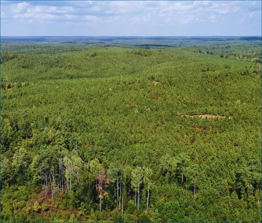 640 Acres in Montgomery County in Duck Hill, MS