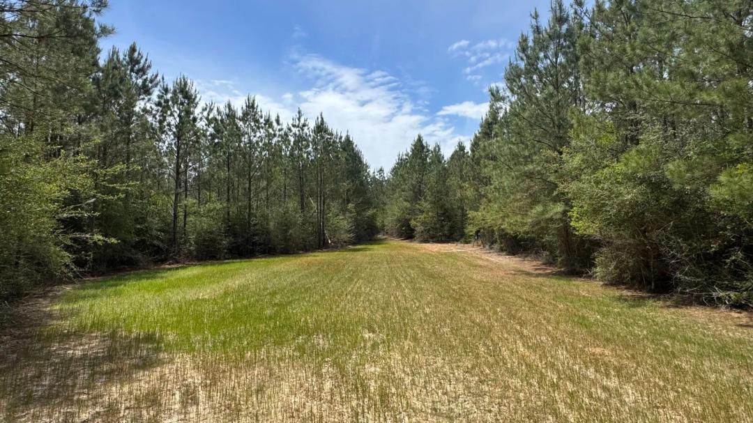 165.00 Acres at 299B Buddy Finch Rd