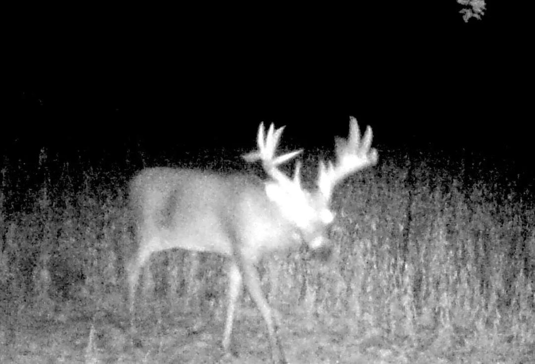 17±-Acre Farm with CRP Income and Potential Build Sites – Macoupin County