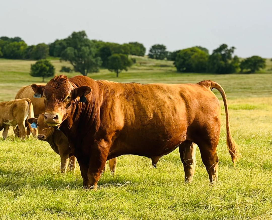 ABN Legacy Wagyu Ranch