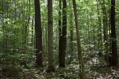 Canada Forest & Fun