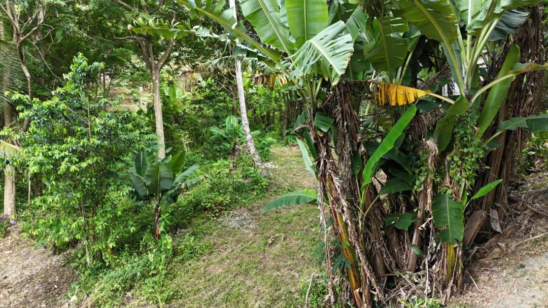 Protected Land in San Germán - Non-Flood, Low-Cost Hold Play
