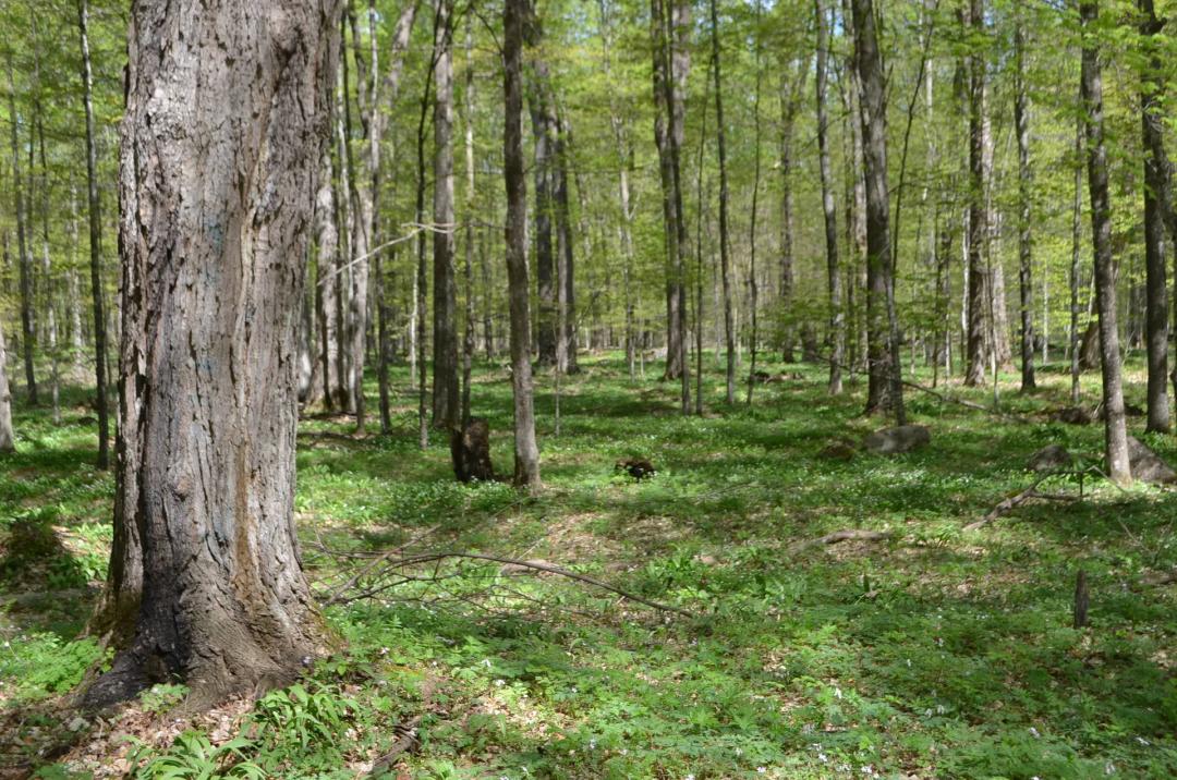 Quality wooded/hunting/building parcel Shawano County